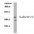 Western blot analysis of Galectin-9 antibody (Cat.-No AP20489PU-N) in extracts from THP1 cells at 1/500 dilution.