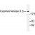 Western blot (WB) analysis of Topoisomerase II β antibody (Cat.-No.: AP06466PU-N) in extracts from Jurkat cells.
