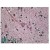 AP16929PU-N SYT1 antibody staining of paraffin embedded Human Brain at 3.8 µg/ml. Steamed antigen retrieval with citrate buffer pH 6, AP-staining.