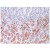 Formalin-Fixed, Paraffin-Embedded Human gastric mucosa stained with Mucin-6 antibody Cat.-No. AM10120SU-N using peroxidase conjugate and DAB chromogen. Note the cytoplasmic staining of glandular cells.