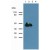 Western blotting analysis of Muscle-Specific Actin using the monoclonal antibody Cat.-No. AM26032PU-N (Clone HHF35).
Lane 1: Murine femoral muscle.
Lane 2: Murine heart.
Lane 3: HeLa.
Lane 4: HUVEC.