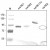 Western analysis of recombinant Human and Mouse sTIE-1 and sTIE-2 using a Polyclonal antibody directed against Mouse recombinant sTIE-1. There is a strong cross reactivity with Human sTIE-1 but only a weak one for Human and Mouse sTIE-2 visible.