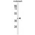 Western blot analysis of ACAD8 Antibody (Center) (Cat. #AP50037PU-N) in mouse stomach tissue lysates (35 µg/lane). ACAD8 (arrow) was detected using the purified Pab