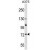 ACOX2 Antibody (N-term) (Cat. #AP50054PU-N) western blot analysis in A375 cell line lysates (35 µg/lane).This demonstrates the ACOX2 antibody detected the ACOX2 protein (arrow).