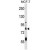 ACRC Antibody (C-term) (Cat. #AP50060PU-N) western blot analysis in MCF-7 cell line lysates (35 µg/lane).This demonstrates the ACRC antibody detected the ACRC protein (arrow).