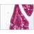 Human Small Intestine: Formalin-Fixed, Paraffin-Embedded (FFPE)