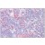 Human Thymus: Formalin-Fixed, Paraffin-Embedded (FFPE)