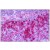 Human Tonsil: Formalin-Fixed, Paraffin-Embedded (FFPE)