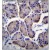 Immunohistochemistry analysis in Formalin Fixed, Paraffin Embedded Human stomach tissue stained with RPL23 Antibody (Center) Cat.-No. AP53712PU-N followed by peroxidase conjugation of the secondary antibody and DAB staining. This data demonstrates the use of RPL23 Antibody (Center) for immunohistochemistry. Clinical relevance has not been evaluated.