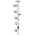 ARHGEF1 Antibody (N-term) (Cat. #AP50237PU-N) western blot analysis in CEM cell line lysates (35µg/lane).This demonstrates the ARHGEF1 antibody detected the ARHGEF1 protein (arrow).