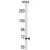 ARHGEF6 Antibody (C-term) (Cat. #AP50239PU-N) western blot analysis in K562 cell line lysates (35µg/lane).This demonstrates the ARHGEF6 antibody detected the ARHGEF6 protein (arrow).