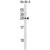 ARL1 Antibody (Center) (Cat. #AP50241PU-N) western blot analysis in SK-BR-3 cell line lysates (35µg/lane).This demonstrates the ARL1 antibody detected the ARL1 protein (arrow).
