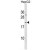 ARL6IP1 Antibody (N-term) (Cat. #AP50246PU-N) western blot analysis in HepG2 cell line lysates (35µg/lane).This demonstrates the ARL6IP1 antibody detected the ARL6IP1 protein (arrow).
