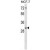 ATF5 Antibody (C-term) (Cat. #AP50286PU-N) western blot analysis in MCF-7 cell line lysates (35µg/lane).This demonstrates the ATF5 antibody detected the ATF5 protein (arrow).