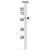 AUP1 Antibody (C-term) (Cat. #AP50315PU-N) western blot analysis in Hela cell line lysates (35µg/lane).This demonstrates the AUP1 antibody detected the AUP1 protein (arrow).