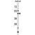 BAG5 Antibody (N-term) (Cat. #AP50337PU-N) western blot analysis in Jurkat cell line lysates (35µg/lane).This demonstrates the BAG5 antibody detected the BAG5 protein (arrow).