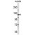 BAT3 Antibody (C-term) (Cat. #AP50344PU-N) western blot analysis in A2058 cell line lysates (35µg/lane).This demonstrates the BAT3 antibody detected the BAT3 protein (arrow).