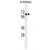 BCDO2 Antibody (N-term) (Cat. #AP50352PU-N) western blot analysis in mouse kidney tissue lysates (35µg/lane).This demonstrates the BCDO2 antibody detected the BCDO2 protein (arrow).