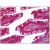 Human Small Intestine: Formalin-Fixed, Paraffin-Embedded (FFPE)