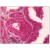 Human Prostate: Formalin-Fixed, Paraffin-Embedded (FFPE)
