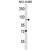 BEND3 Antibody (C-term) (Cat. #AP50364PU-N) western blot analysis in NCI-H460 cell line lysates (35µg/lane).This demonstrates the BEND3 antibody detected the BEND3 protein (arrow).