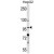 BNC1 Antibody (N-term) (Cat. #AP50381PU-N) western blot analysis in HepG2 cell line lysates (35µg/lane).This demonstrates the BNC1 antibody detected the BNC1 protein (arrow).
