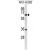 BTBDG Antibody (N-term) (Cat. #AP50401PU-N) western blot analysis in NCI-H292 cell line lysates (35µg/lane).This demonstrates the BTBDG antibody detected the BTBDG protein (arrow).