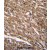 BTG3 Antibody (Center) (Cat. #AP50405PU-N)immunohistochemistry analysis in formalin fixed and paraffin embedded human heart tissue followed by peroxidase conjugation of the secondary antibody and DAB staining.This data demonstrates the use of BTG3 Antibody (Center) for immunohistochemistry. Clinical relevance has not been evaluated.