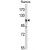 Western blot analysis of C11orf30 Antibody (N-term) (Cat. #AP50427PU-N) in Ramos cell line lysates (35µg/lane). C11orf30 (arrow) was detected using the purified Pab.