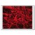 Immunofluorescence of Myostatin in Paraffin Section of Human finger pad. The section was incubated with Myostatin antibody Cat.-No AP02127PU (1/100) followed by an appropriate secondary antibody coupled to Cy3. Original magnification: x40