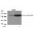 Figure 1. Western blot analysis of extract from HL60 cells, untreated or treated with EGF using PLCG1 antibody (Phospho-Tyr783) Cat.-No AP02395PU-N/PU-S.