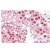 Staining of paraffin embedded Human Testis using MSH5 Antibody Cat.-No AP31857PU-N at 3.8 µg/ml. Steamed antigen retrieval with citrate buffer pH 6, AP-staining.