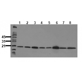 AM00104PU-N