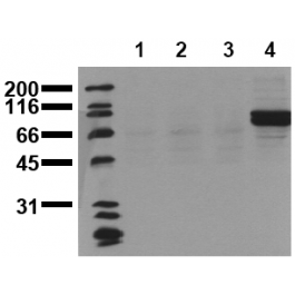 AM00076PU-N
