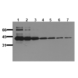 AM00088PU-N