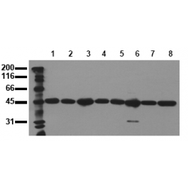 AM00092PU-N