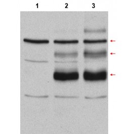 AP09406PU-S