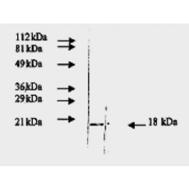 AM09160PU-N