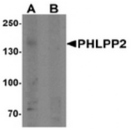 AP55482CP-N