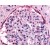 Immunohistochemistry Image: Glomerulus, stained with AP00371PU-N