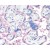Immunohistochemical staining of human placenta using Aromatase antibody AP00001PU-N showed staining of trophoblasts (Placental Villi 40X).