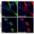 Figure 1. Confocal microscopy images of COS-7 cells transfected with expression constructs encoding membrane-tethered EGFP (membrane-EGFP; top) or nuclear Polycomb 2-EYFP fusion protein (Pc2-EYFP; bottom). The natural fluorescence of the produced proteins is shown in the green channel (left), the anti-GFP antibody signal was detected in the red channel (right). The system was carefully tested for overlap of these two optical channels and images were scanned separately in sequential scanning mode. The blue nuclear stain is also shown.