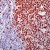 Formalin-fixed, paraffin-embedded human tonsil stained with Ki-67 antibody (Cat.-No DRM004) using peroxidase-conjugate and AEC. Note nuclear staining of proliferating cells.