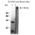 a: SDS-PAGE. Size-separated proteins of enriched sponge AF.
b: The proteins in AF fraction were transferred to Immobilon sheets, and incubated with anti-AF antibody (1D2).
