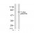 Figure 1. Western blot analysis of extracts from HeLa cells using Chk2 (phospho-Ser516) antibody (AP02432PU).