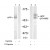 Figure 1. Western blot analysis of extract from mouse brain tissue, using APP antibody (Lane 1 and 2) and APP (Phospho-Thr668) antibody AP02463PU (Lane 3 and 4).