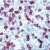 Formalin-fixed, paraffin-embedded human tonsil stained with CD3 antibody DRM005 using peroxidase-conjugate and AEC. Note cell membrane staining of T cells.