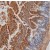Figure 1. Paraffin embedded rat intestine stained with Goat anti Rat CGRP antibody Cat.-No BP022.