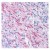 Staining of white matter in human brain with Mouse anti MBP