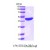 Maltose Binding Protein Tag / MBP-Tag